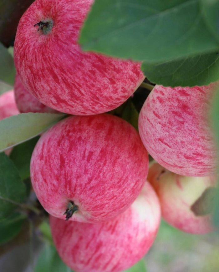 Яблоня конфетное-2