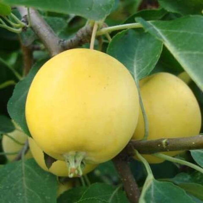 Уральская наливная яблоня