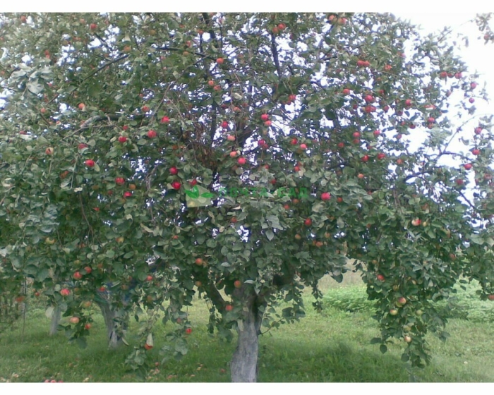 Коричное яблоня дерево