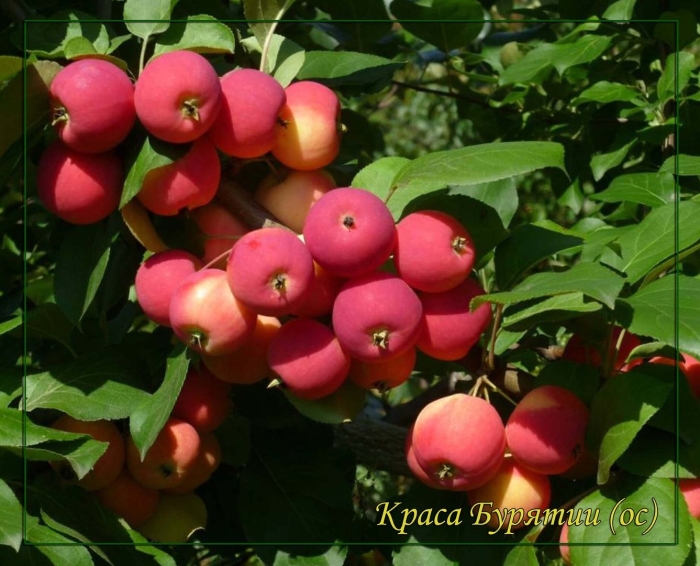 Яблоня полукультурка