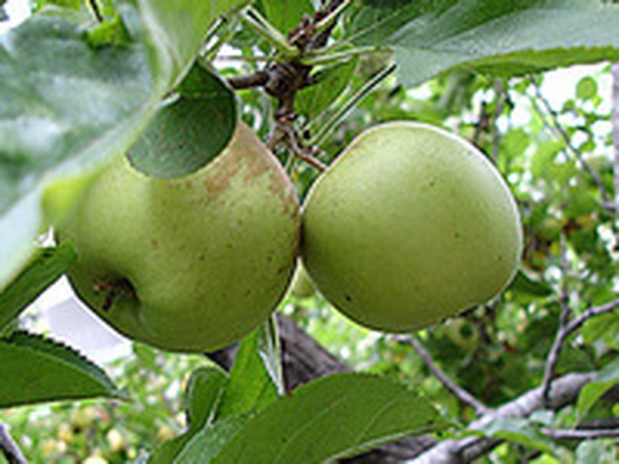 Сорт яблони семеренко