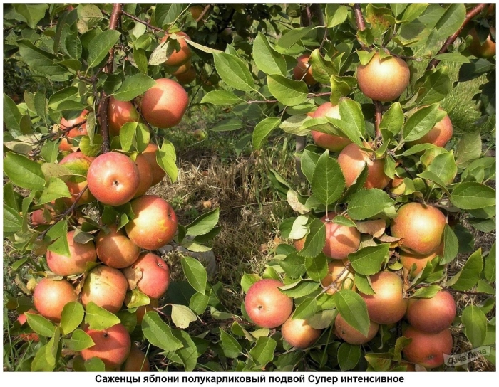 Яблоня суперинтенсивное