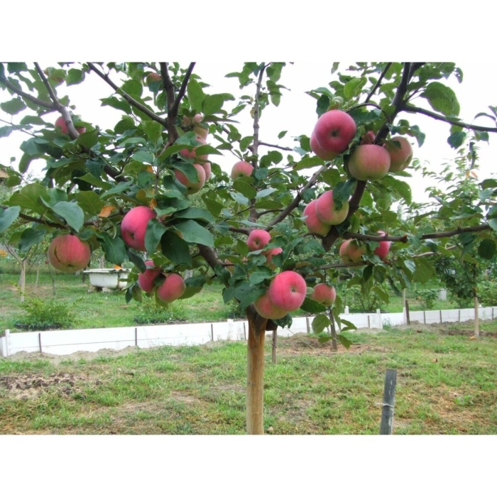 Яблоня братчуд