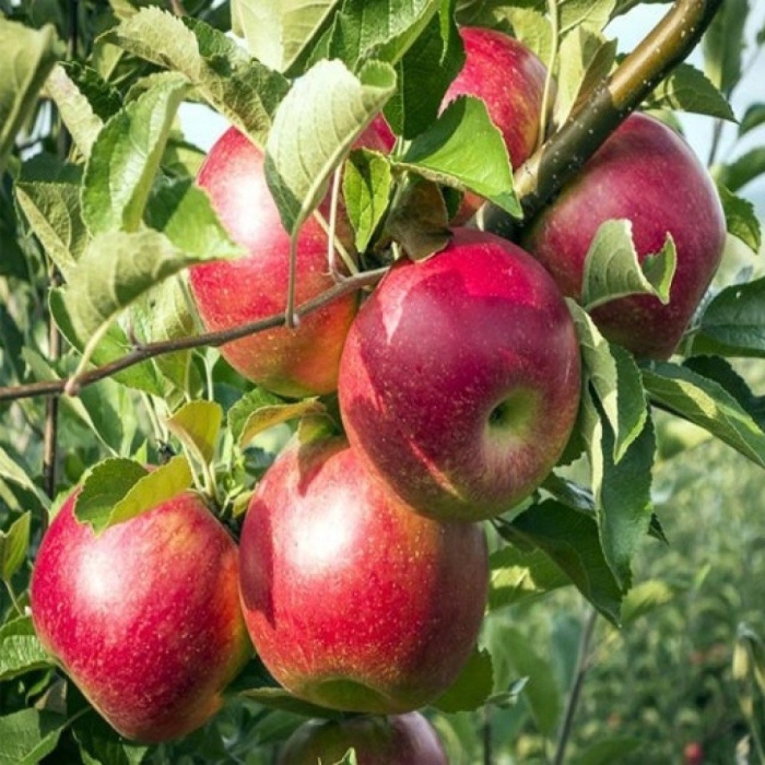 Яблоня флорина