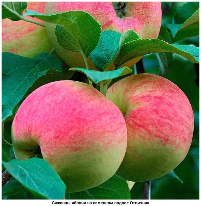 Яблоня орловский пионер