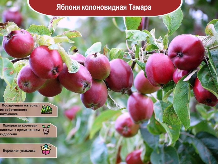 Яблоня колоновидная тамара