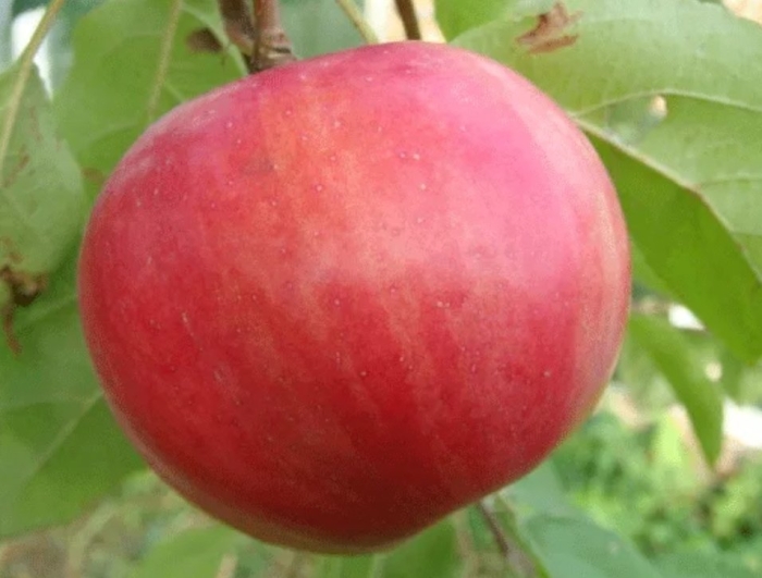 Штрейфлинг яблоня