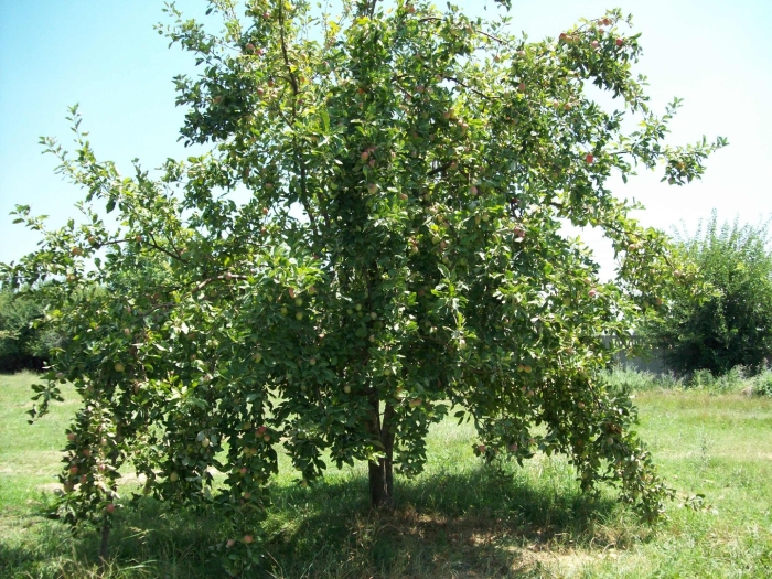 Яблоня богатырь дерево