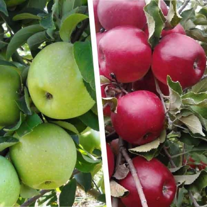 Многосортовая яблоня