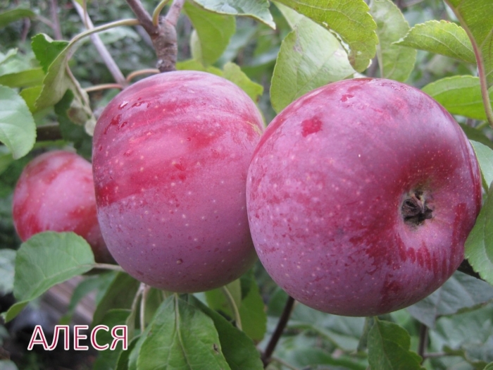 Яблоня память ульянищева