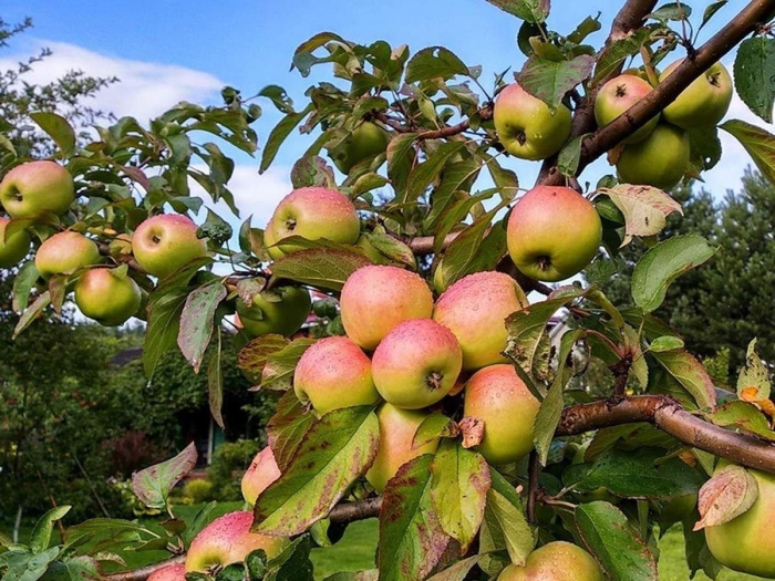 Яблоня карликовая братчуд