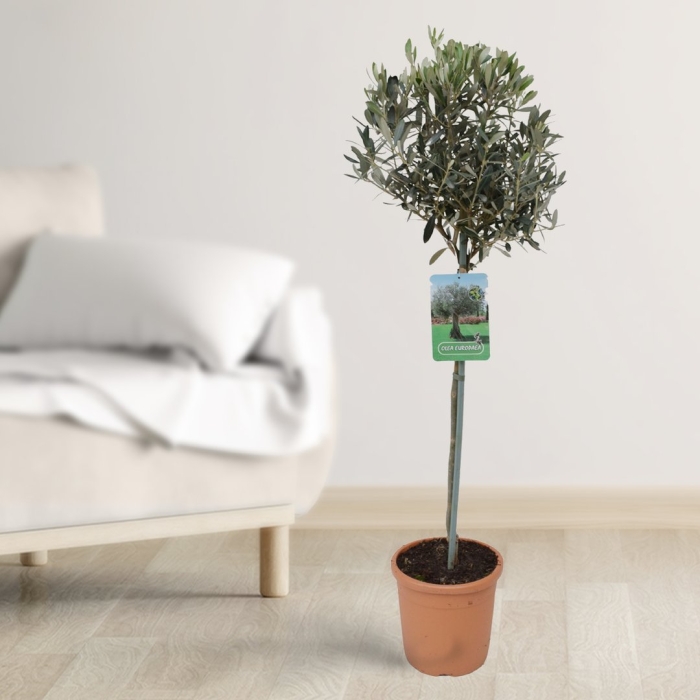 Оливковое дерево штамбовое