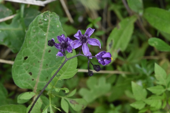 Solanum dulcamara