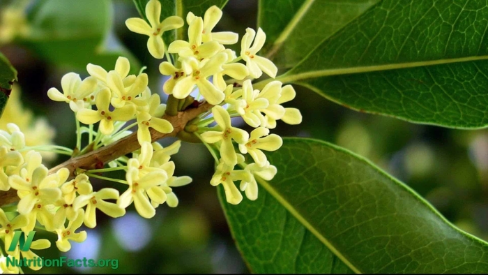 Османтус fragrans
