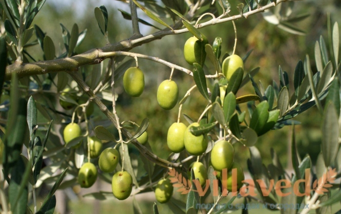 Зайтун меваси