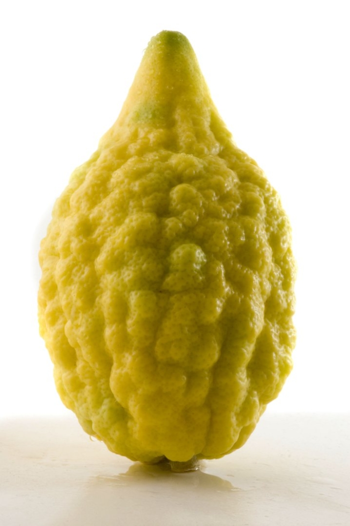 Цитрон этрог