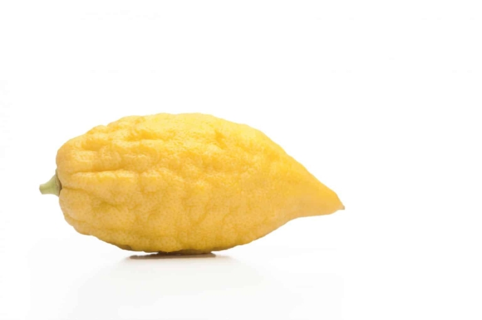 Цитрон этрог