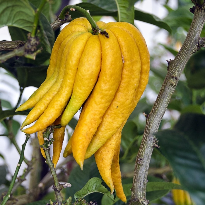 Рука будды цитрус