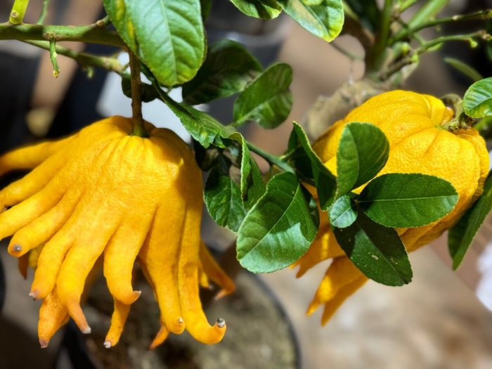 Цитрон рука будды