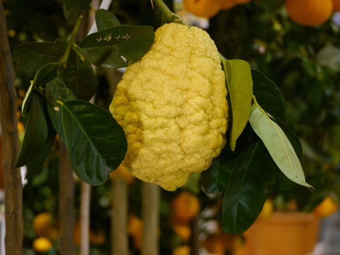 Цитрон ординарио