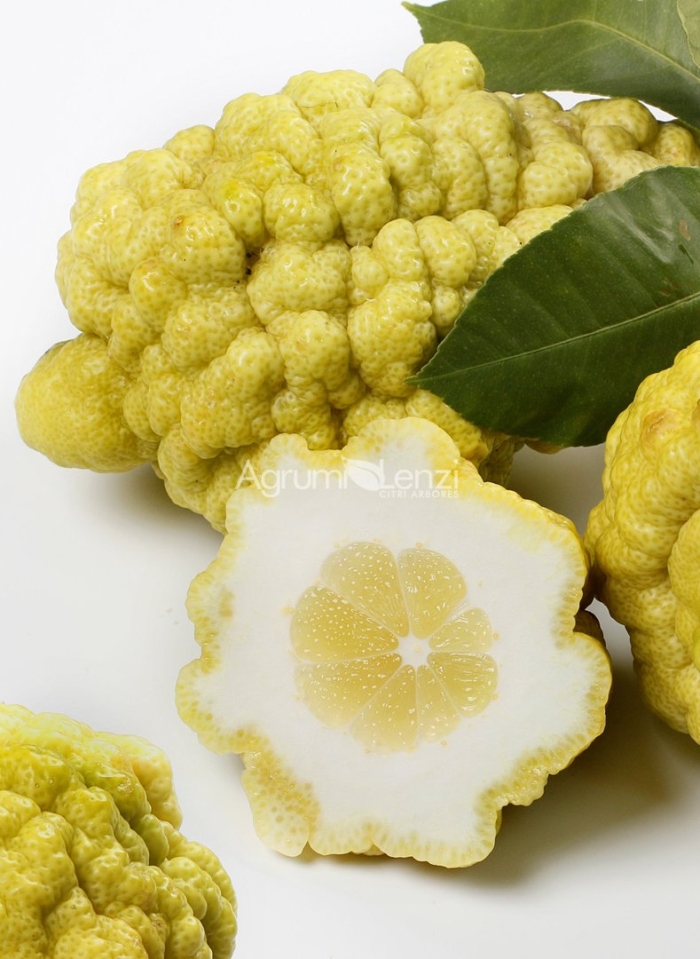 Цитрон фрукт