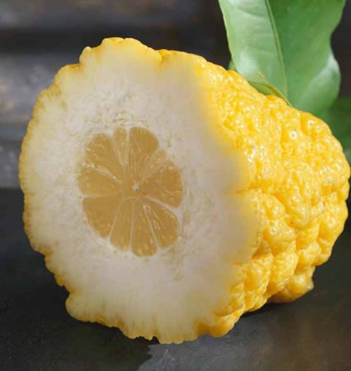 Цитрон цедрат