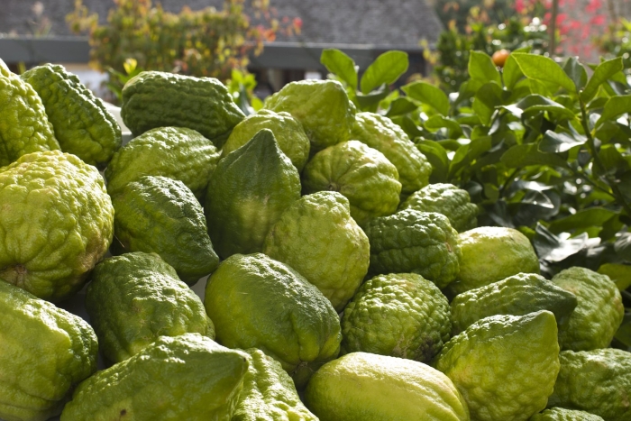 Корсиканский цитрон