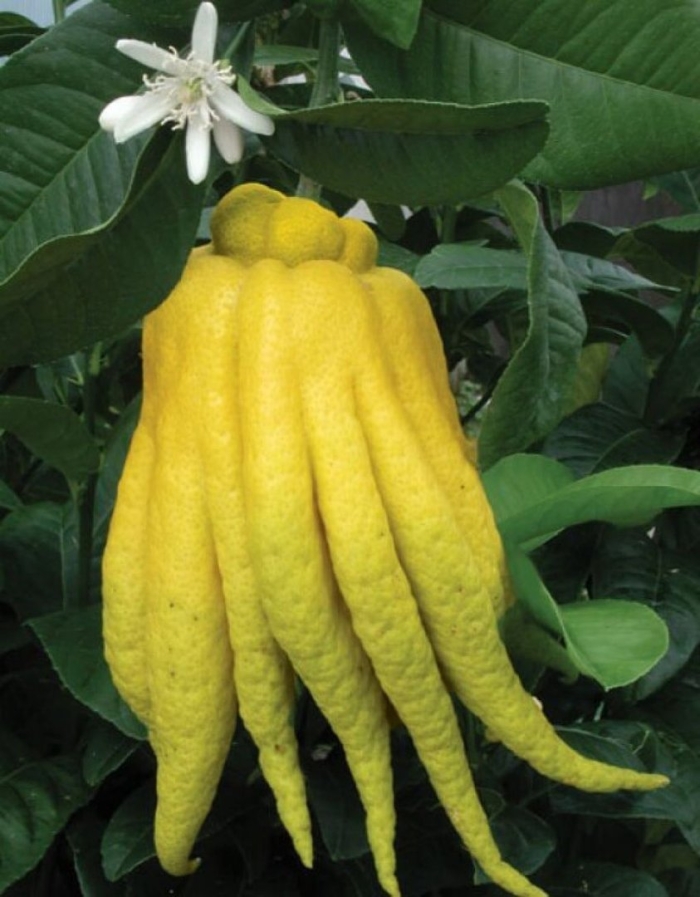 Цитрон пальчатый