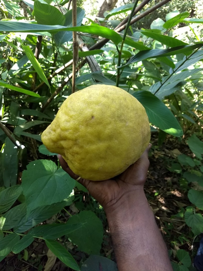 Citrus medica