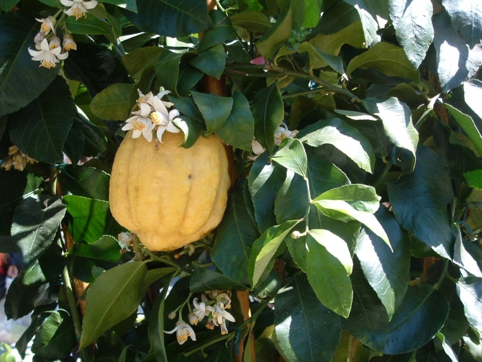 Цитрон растение