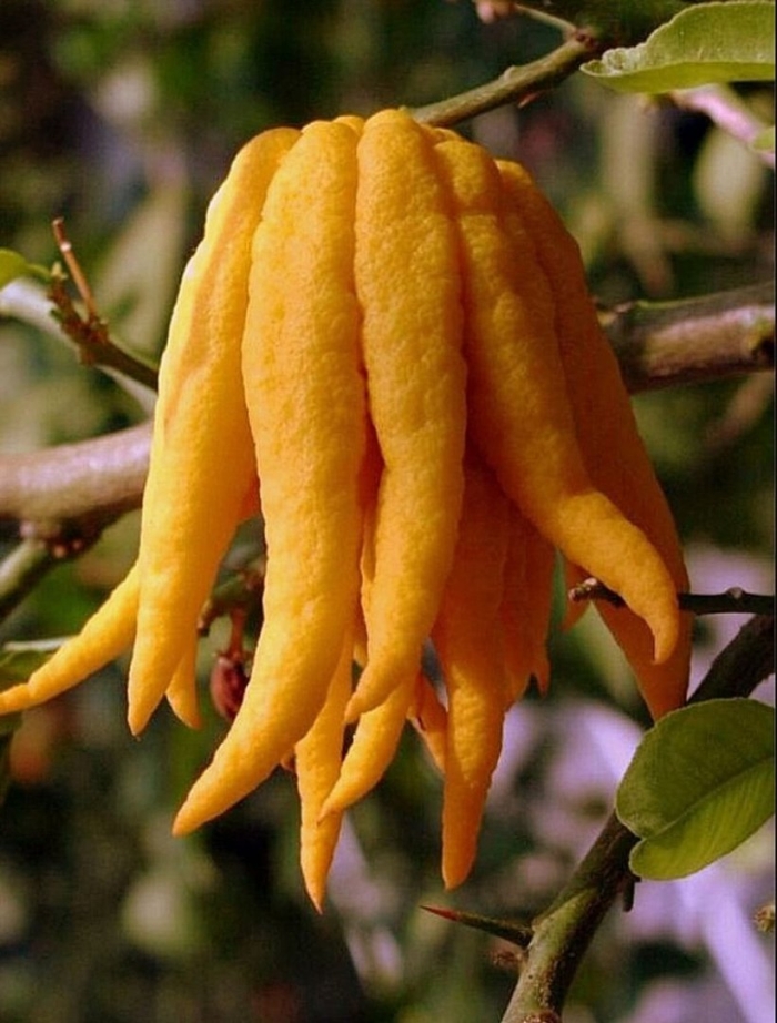 Цитрон пальчатый