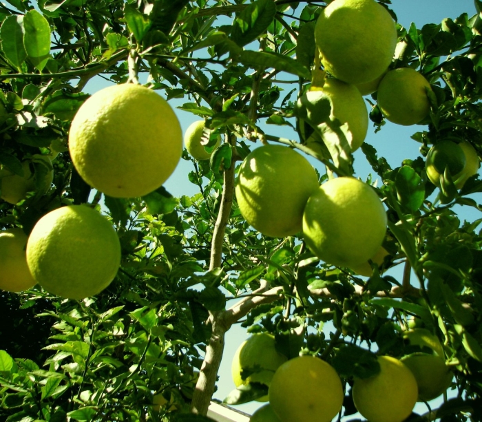 Цитрон плод