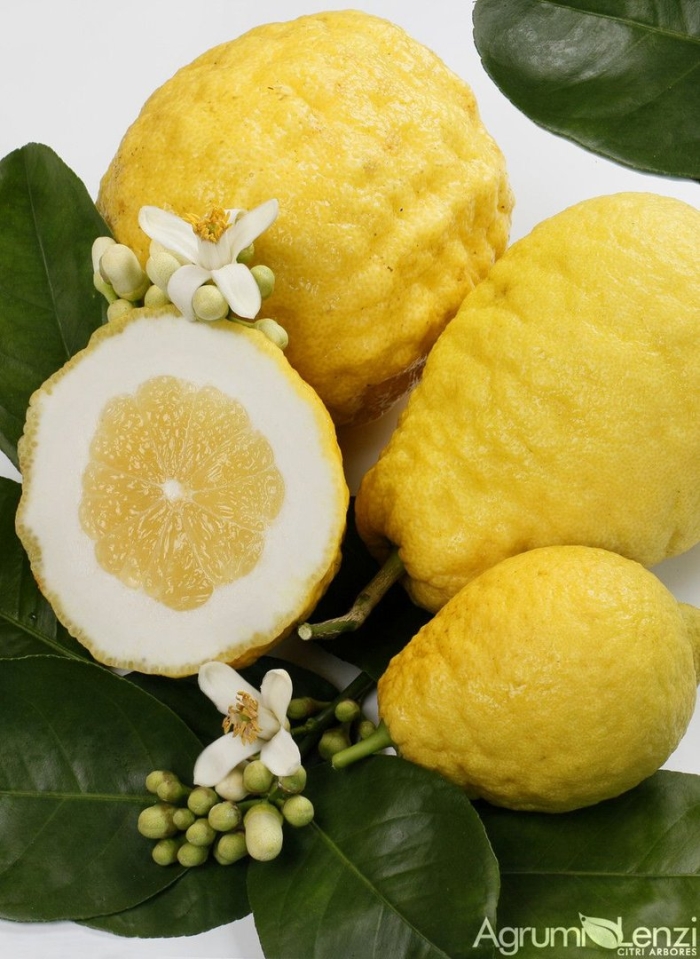 Цитрон цитрус