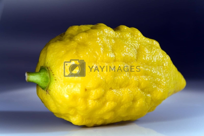 Цитрон этрог