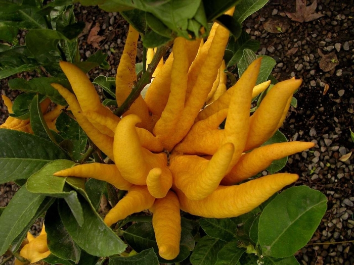 Цитрон будда