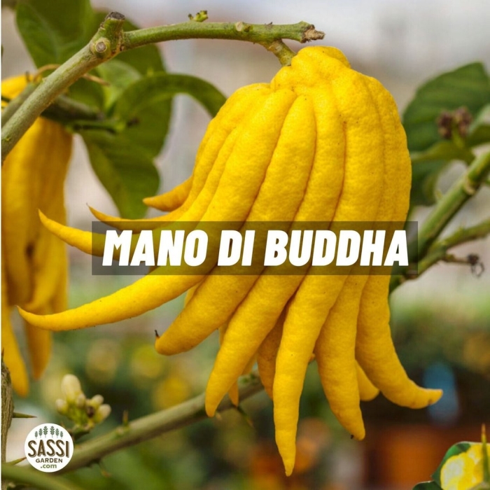 Цитрон рукка будды