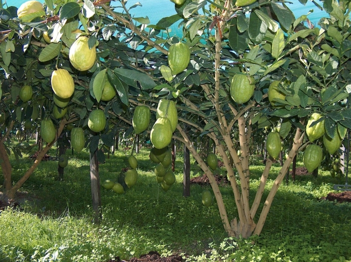 Цитрон дерево