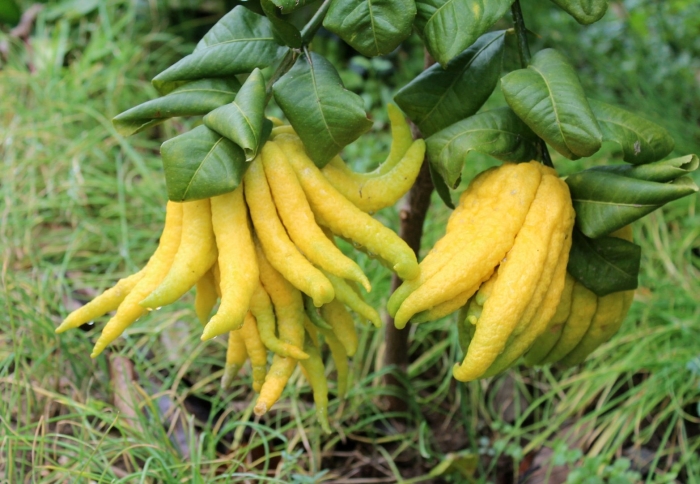 Цитрон пальчатый