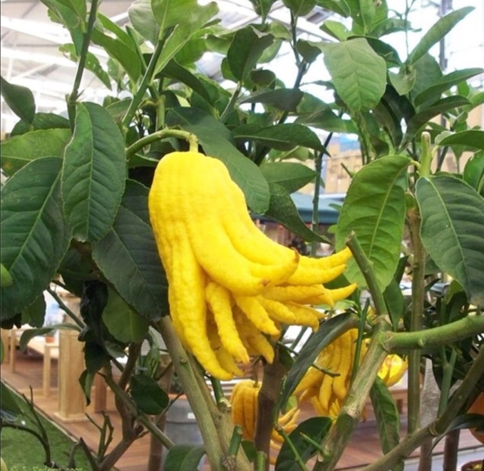 Цитрон пальчатый