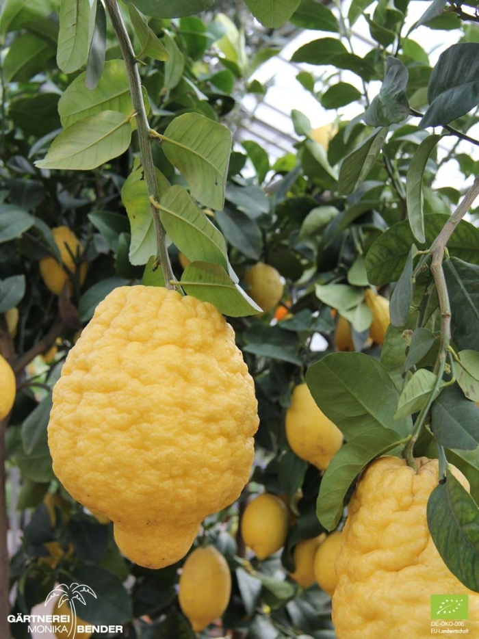 Цитрон этрог