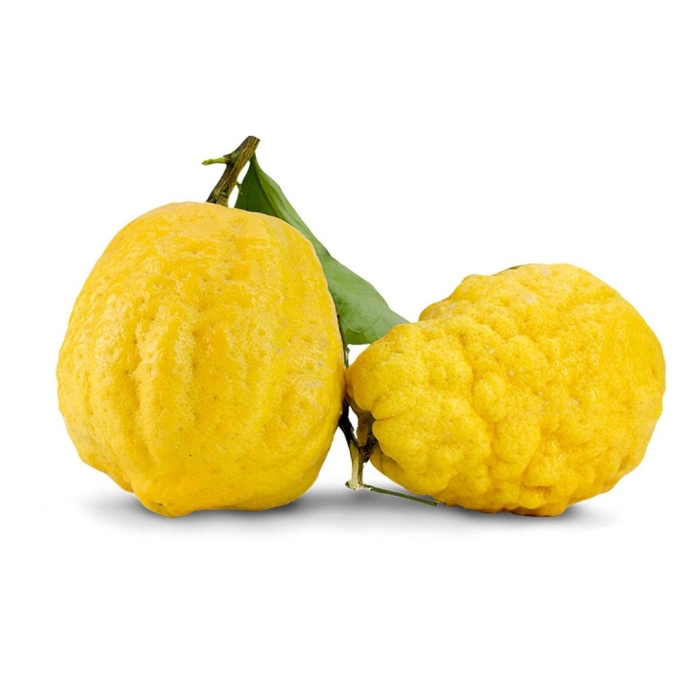 Лимон cedro