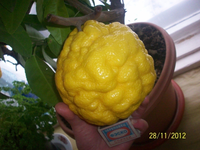 Цитрон фрукт