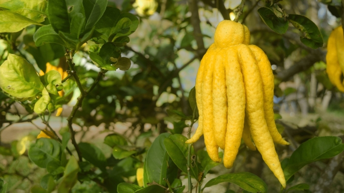 Фрукт рука будды