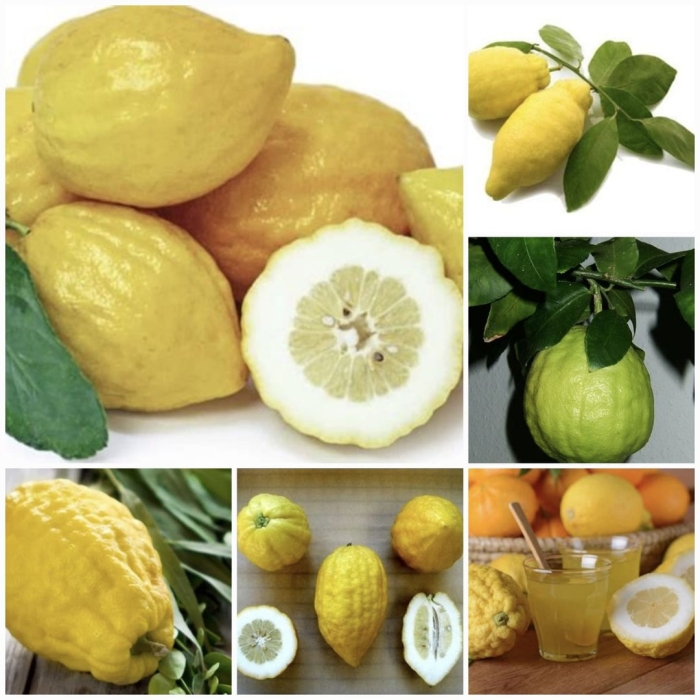 Цитрон цитрусовые