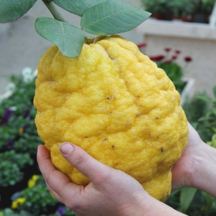 Цитрон шишкан