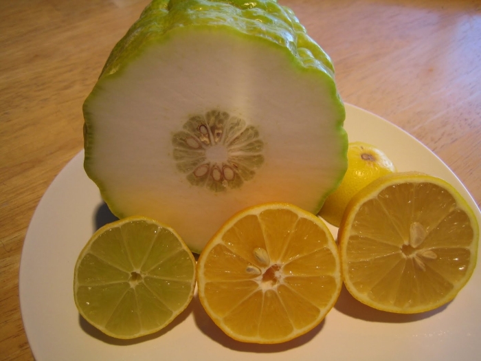Цитрон этрог