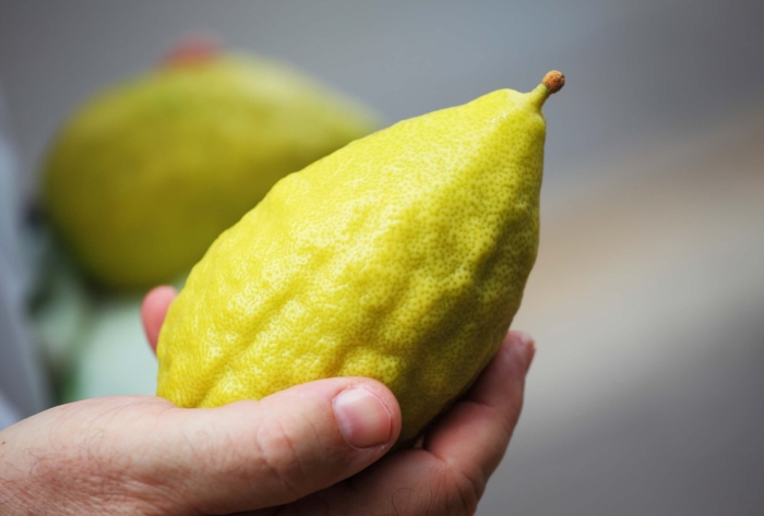 Сорта лимона