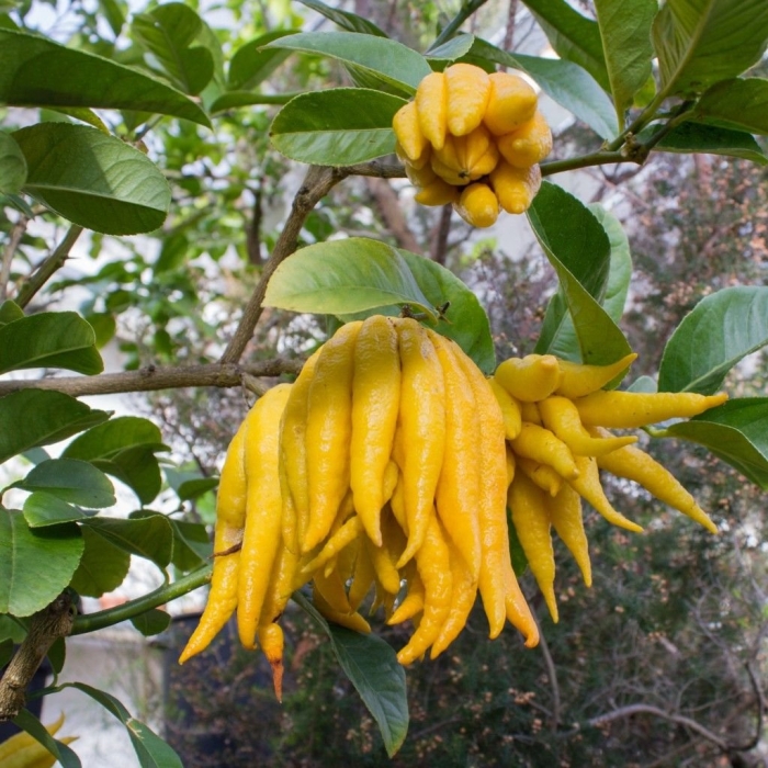 Рука будды фрукт