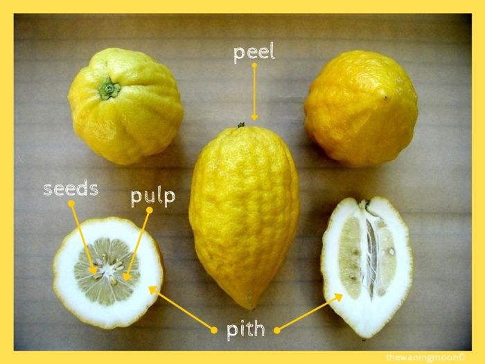 Этрог цитрус