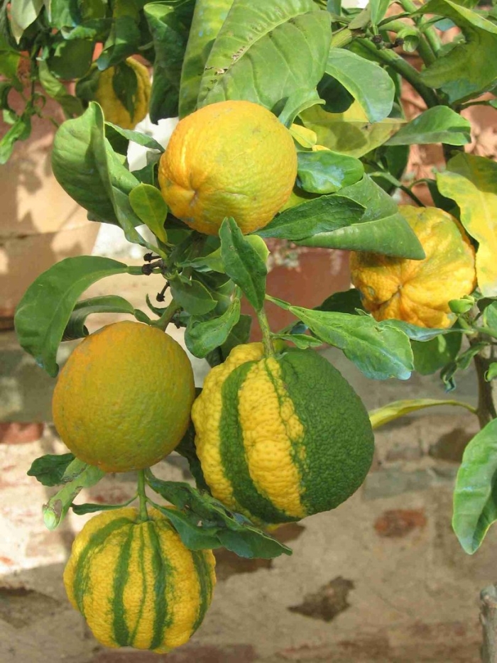 Померанец (цитрус)